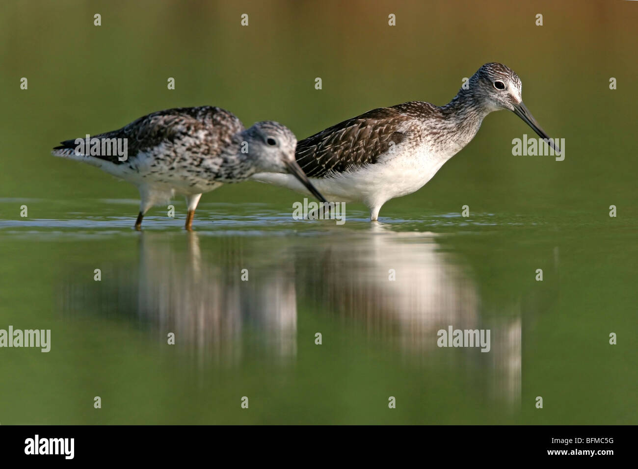 Comune (greenshank Tringa nebularia), due individui sui mangimi in acque poco profonde, in Germania, in Renania Palatinato Foto Stock