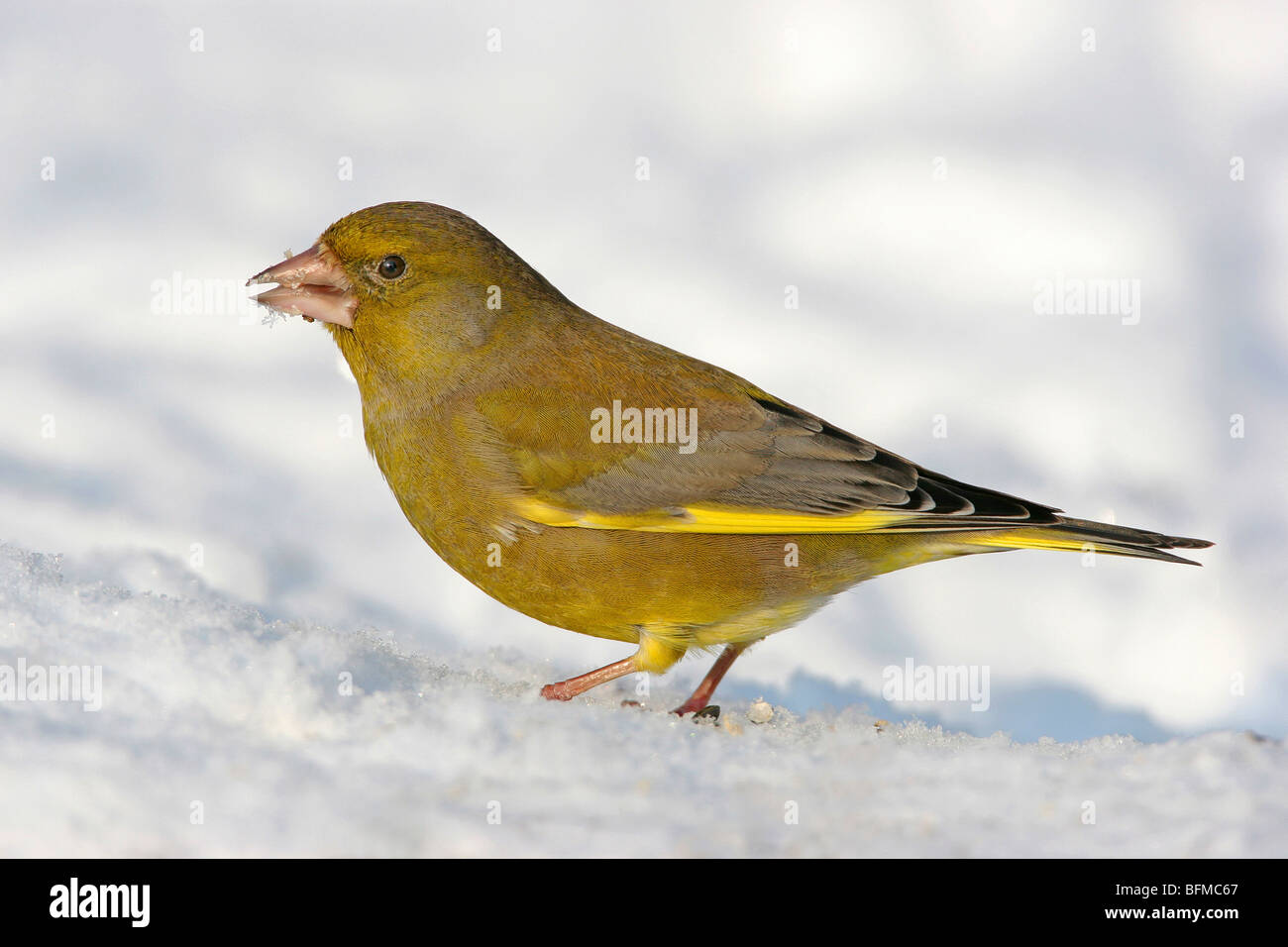 Western verdone (Carduelis chloris), seduto sulla neve, Europa Foto Stock