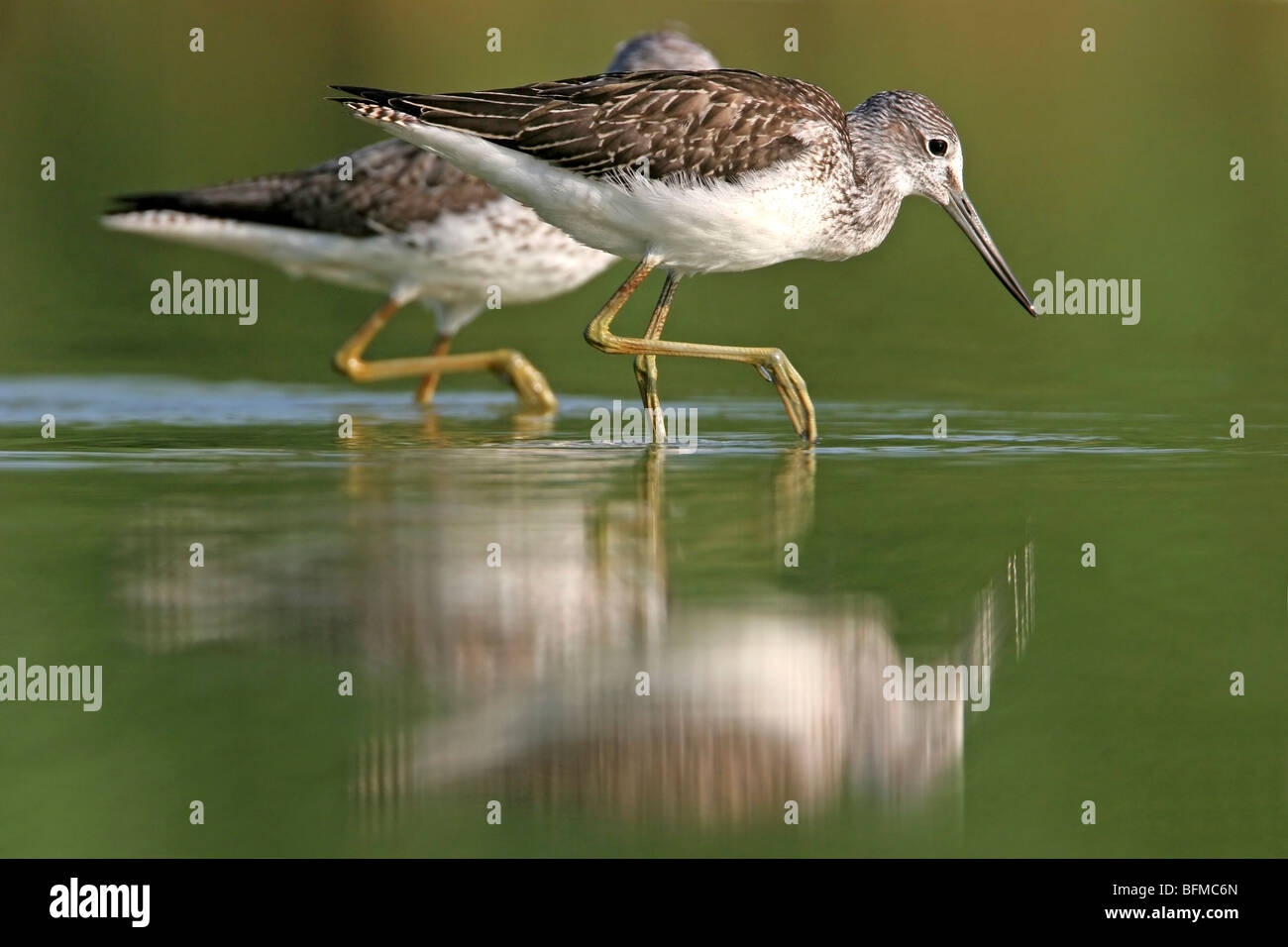 Comune (greenshank Tringa nebularia), due individui sui mangimi in acque poco profonde, in Germania, in Renania Palatinato Foto Stock