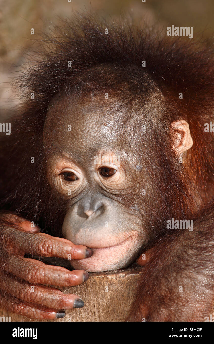 Bornean orangutan, capretti Foto Stock