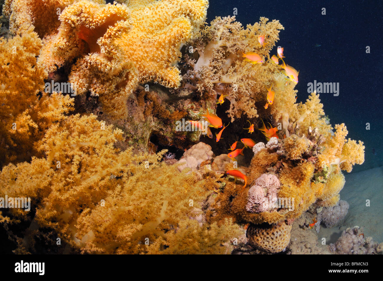 Soft alcionario e cuoio coralli molli con anthias pesce sulla barriera corallina, 'Red Sea' Foto Stock