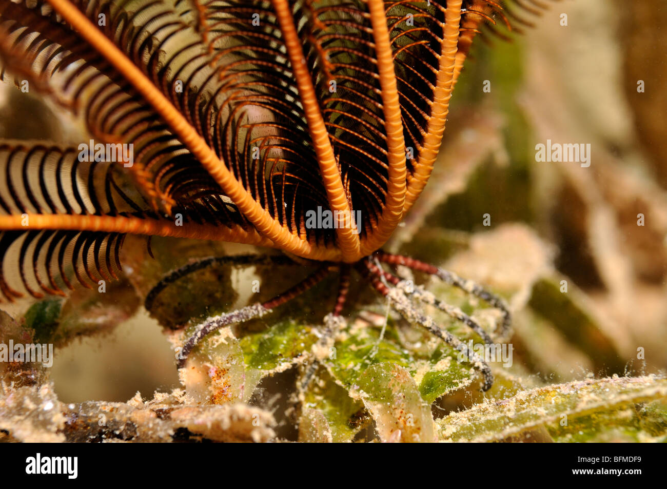 Sawtoothed "feather star', Oligometra serripinna. Close-up di 'piedi' holding su piante fanerogame. "Mare Rosso" Foto Stock