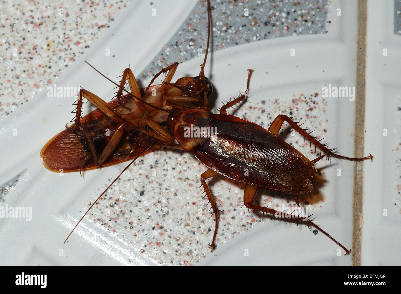 American scarafaggio (Periplaneta americana) alimentazione su un conspecific morto in un bagno, Ghana. Foto Stock