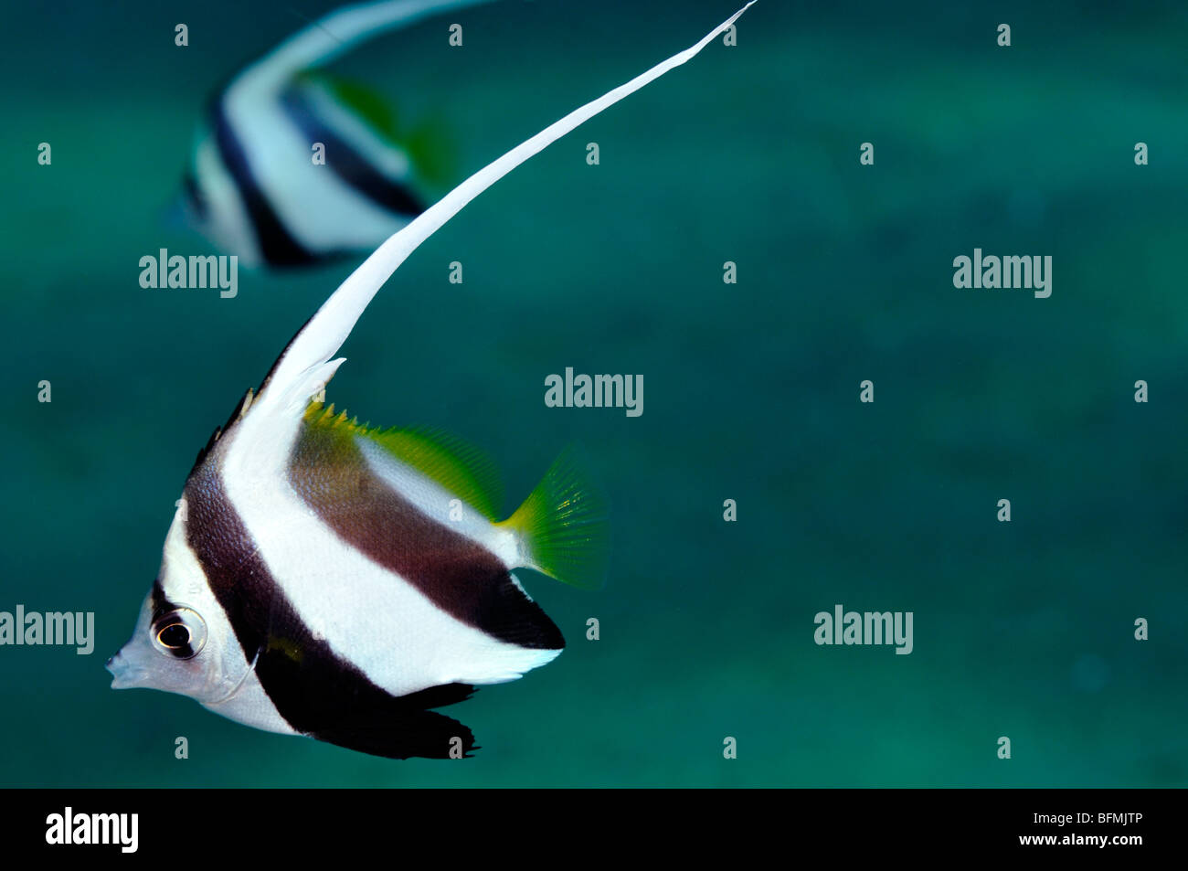 La scolarizzazione o Pennant bannerfish, Heniochus diphreutes. "Mare Rosso" Foto Stock