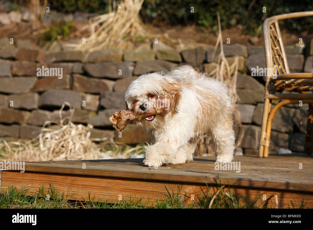 Havanese (Canis lupus f. familiaris), con un osso nella sua bocca, Germania Foto Stock