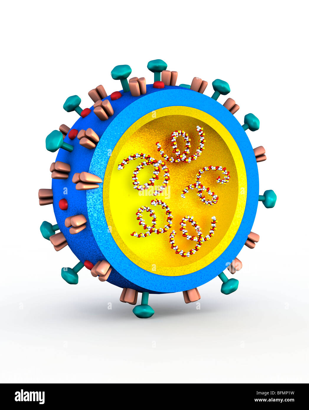 H1N1 virus influenzale particella, artwork Foto Stock