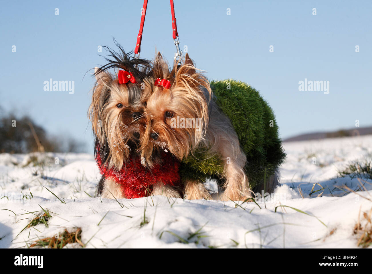 Yorkshire Terrier (Canis lupus f. familiaris), due cani legato in piedi in una coperta di neve prato con con maglia Maglioni a Foto Stock
