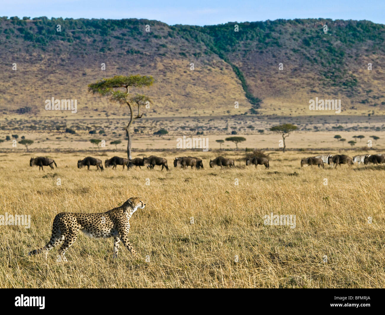 Kenya, Narok distretto. Un ghepardo piccioli la sua preda nel Maasai Mara Game Reserve ignorando gnu e zebre Foto Stock