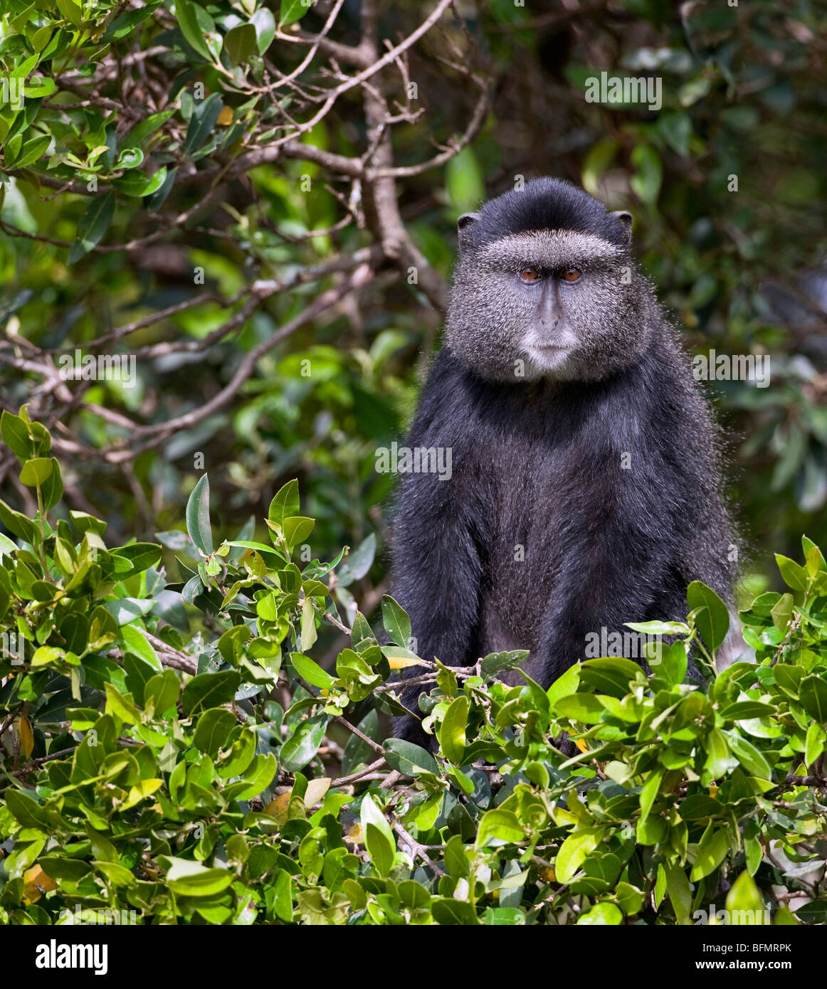 Una scimmia blu nei boschi del Monte Elgon, Kenya s seconda montagna più alta di origine vulcanica. Foto Stock