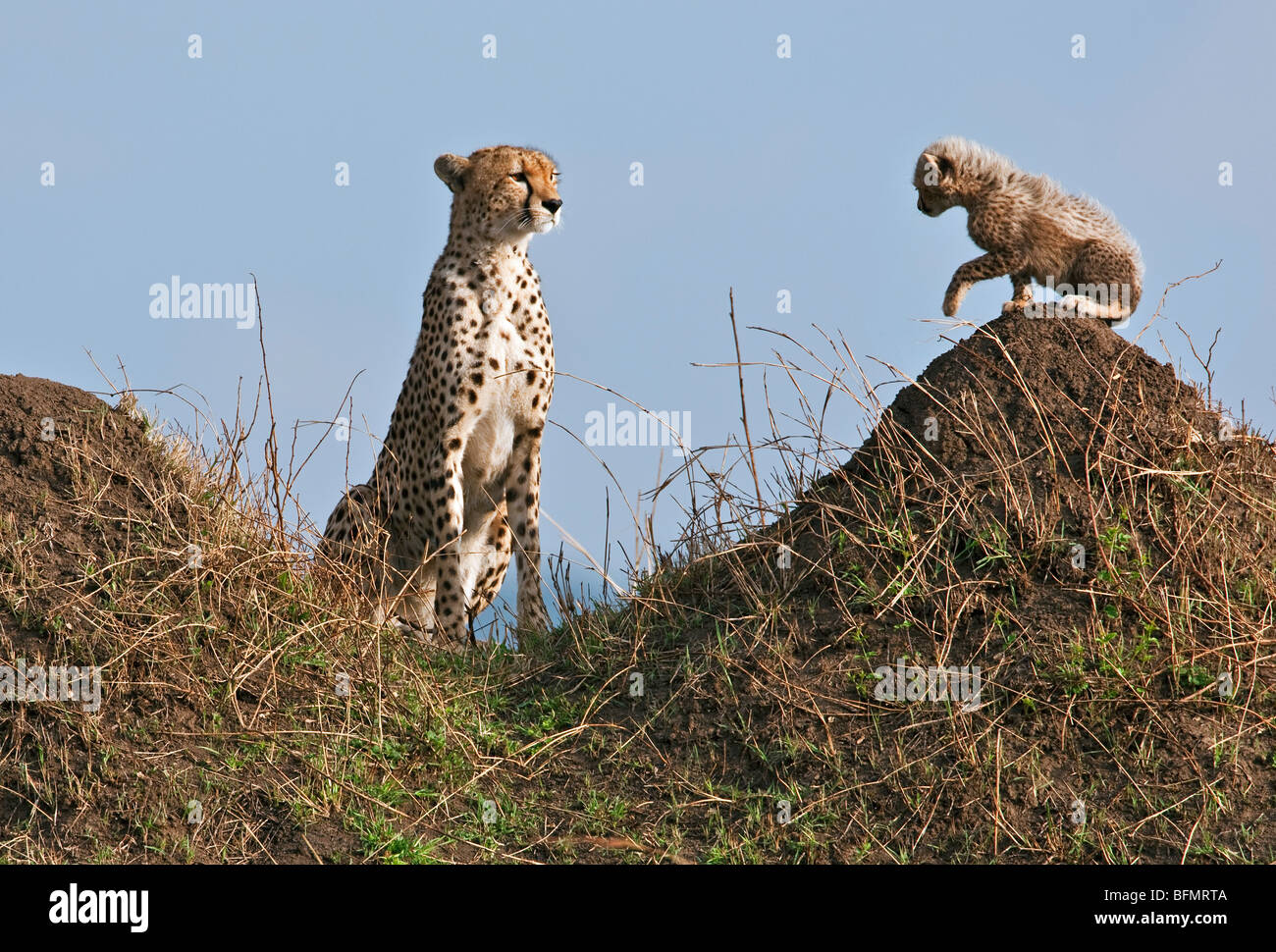 Kenya. Un ghepardo e il suo un-mese-vecchio cub su termite mounds nel Masai Mara riserva nazionale. Foto Stock