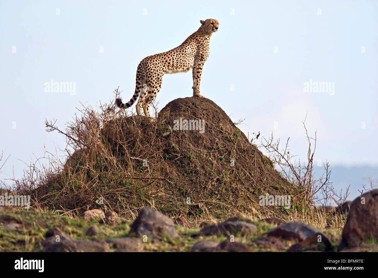 Kenya. Un ghepardo sondaggi dei suoi dintorni dalla cima di un tumulo termite nella Riserva Nazionale di Masai Mara. Foto Stock