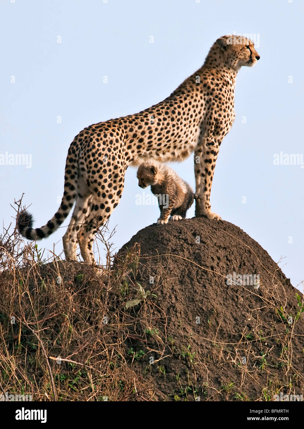 Kenya. Un ghepardo e il suo un-mese-vecchio cub sostare sulla cima di una collinetta termite nella Riserva Nazionale di Masai Mara. Foto Stock