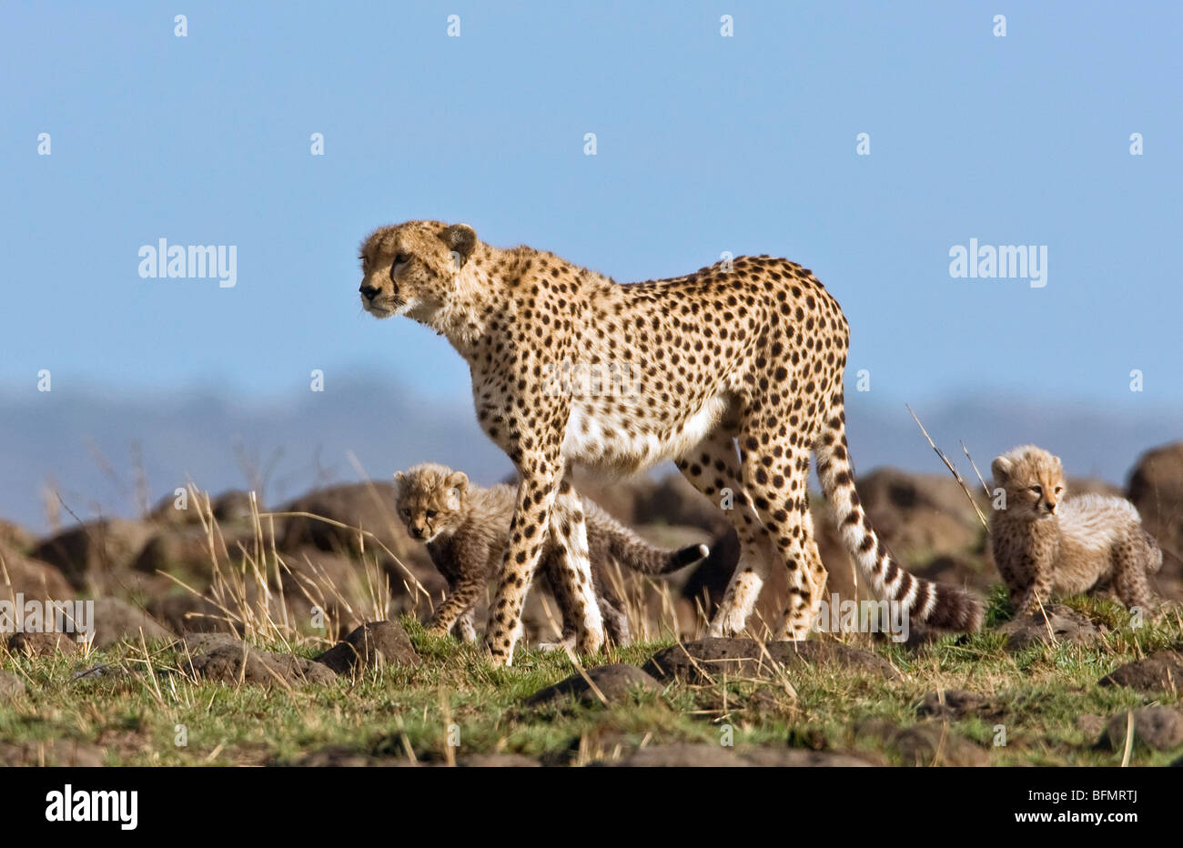 Kenya. Un ghepardo e il suo un-mese-vecchio Lupetti nella Riserva Nazionale di Masai Mara. Foto Stock