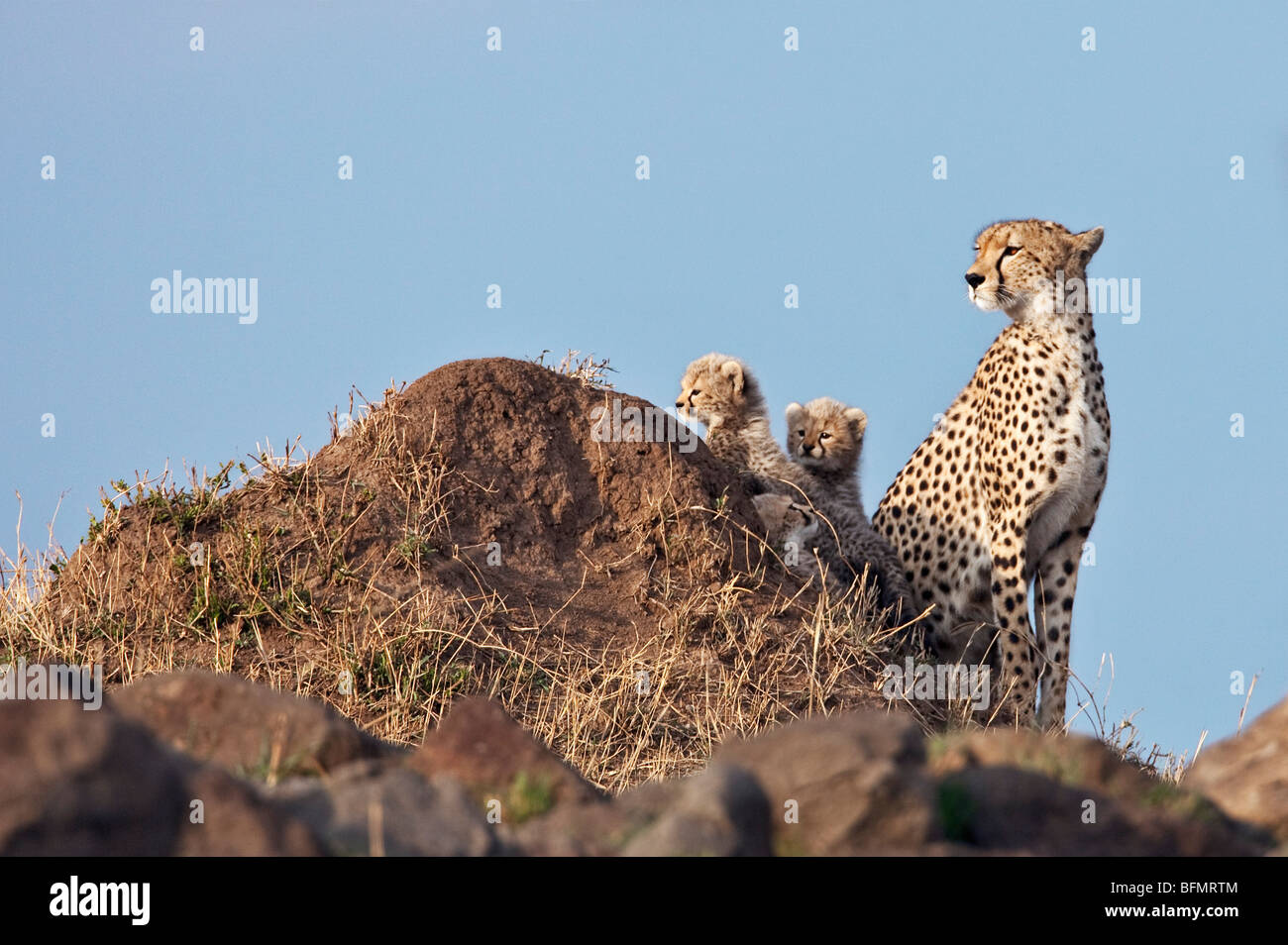 Kenya. Un ghepardo e i suoi tre-mese-vecchio cubs riposare accanto a termite mound nel Masai Mara riserva nazionale. Foto Stock