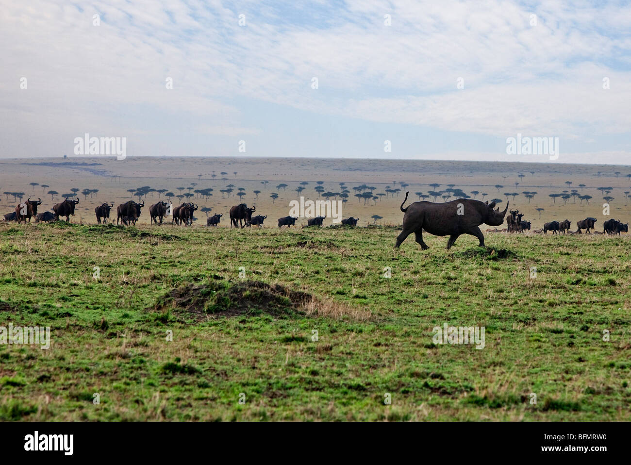 Kenya. Un rinoceronte nero passa curioso gnu nelle pianure Masai Mara riserva nazionale. Foto Stock