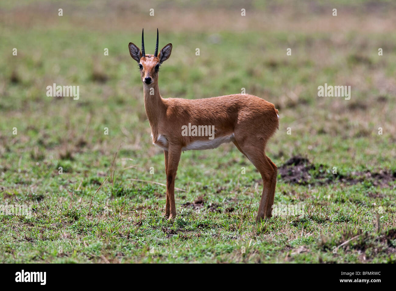 Kenya. Un oribi nella Riserva Nazionale di Masai Mara. Foto Stock