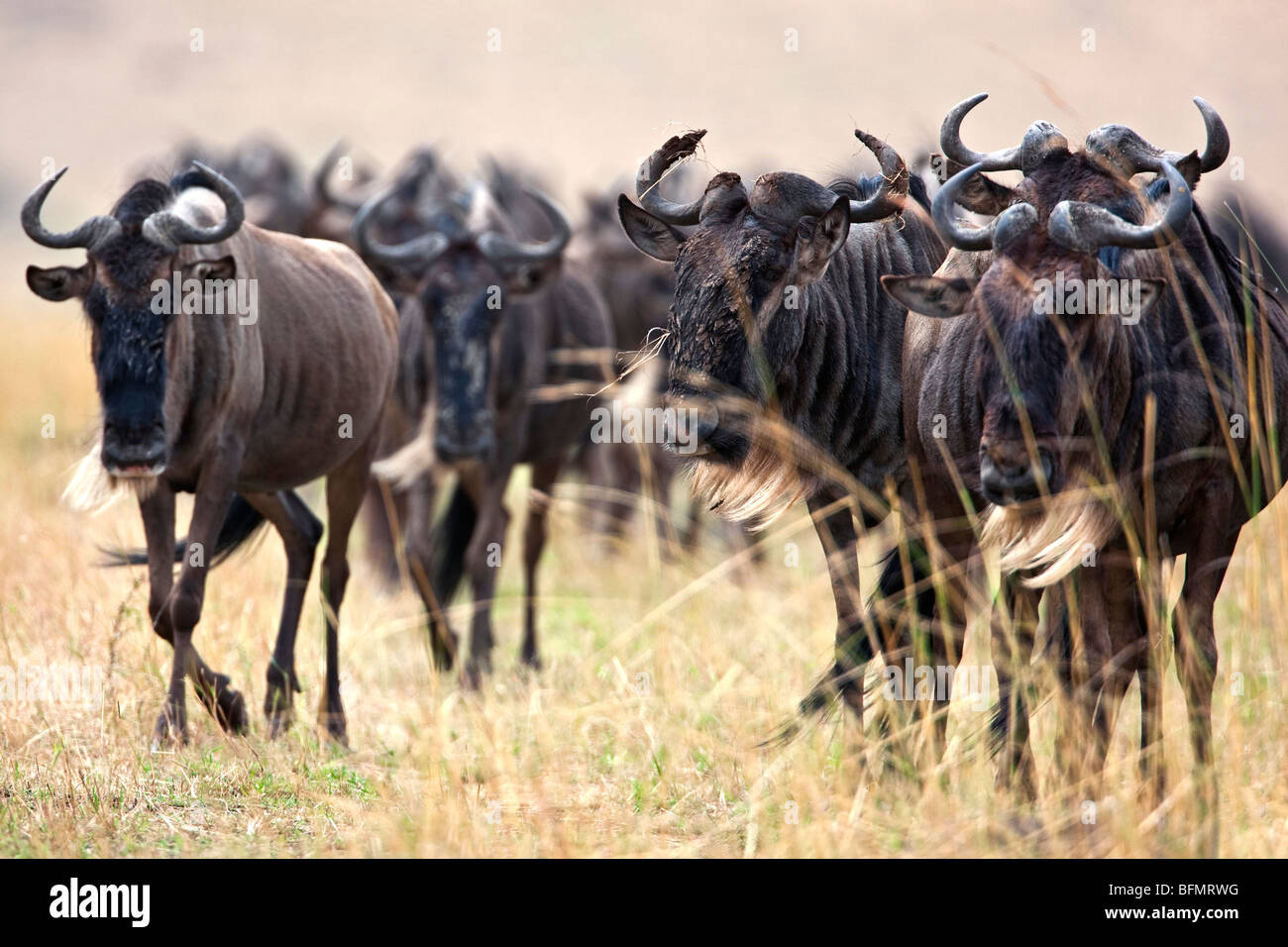 Kenya. White-barbuto gnus in movimento nella Riserva Nazionale di Masai Mara durante la loro migrazione annuale. Foto Stock