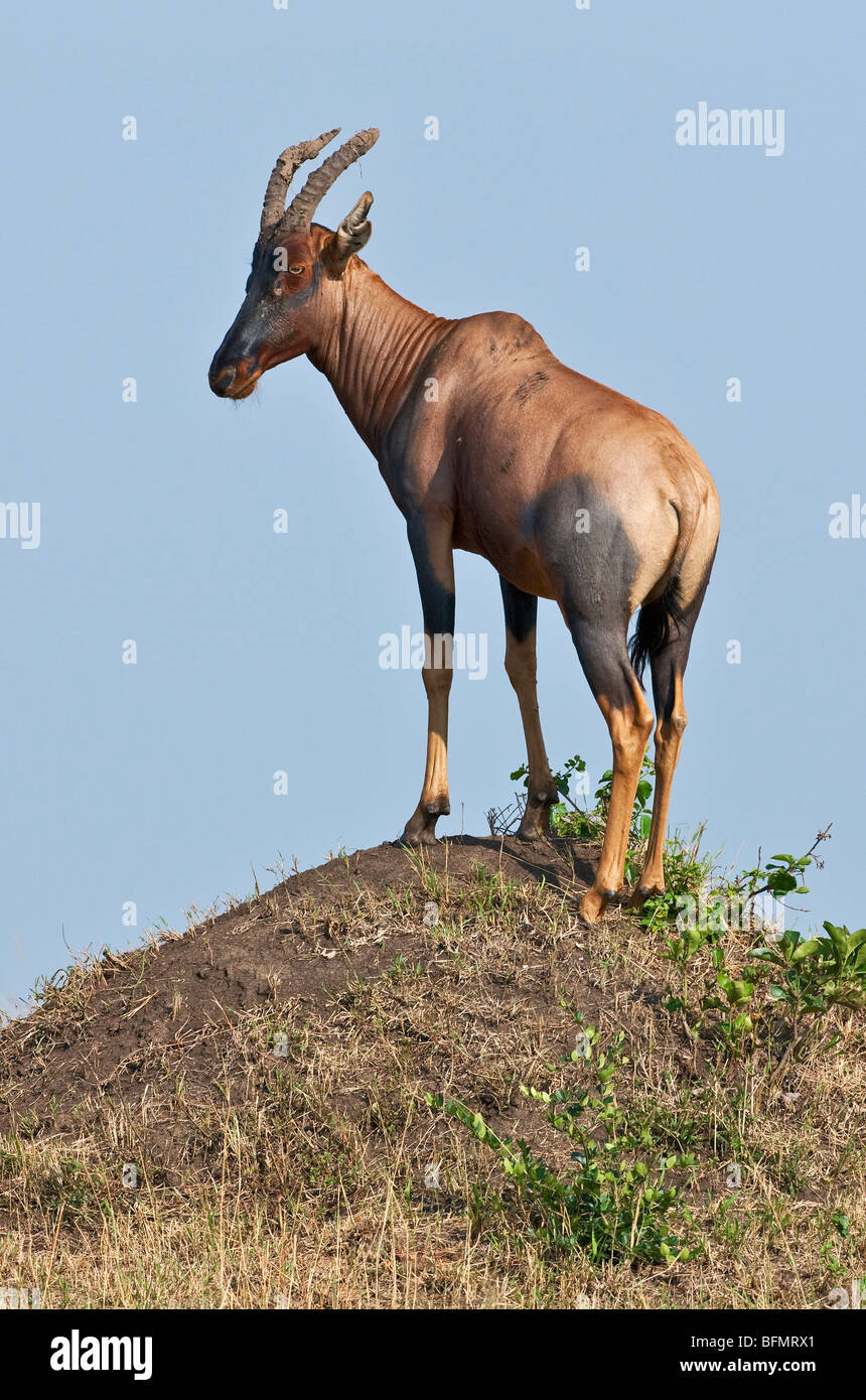 Kenya. A topi sorge su una collinetta termite nella Riserva Nazionale di Masai Mara. Foto Stock