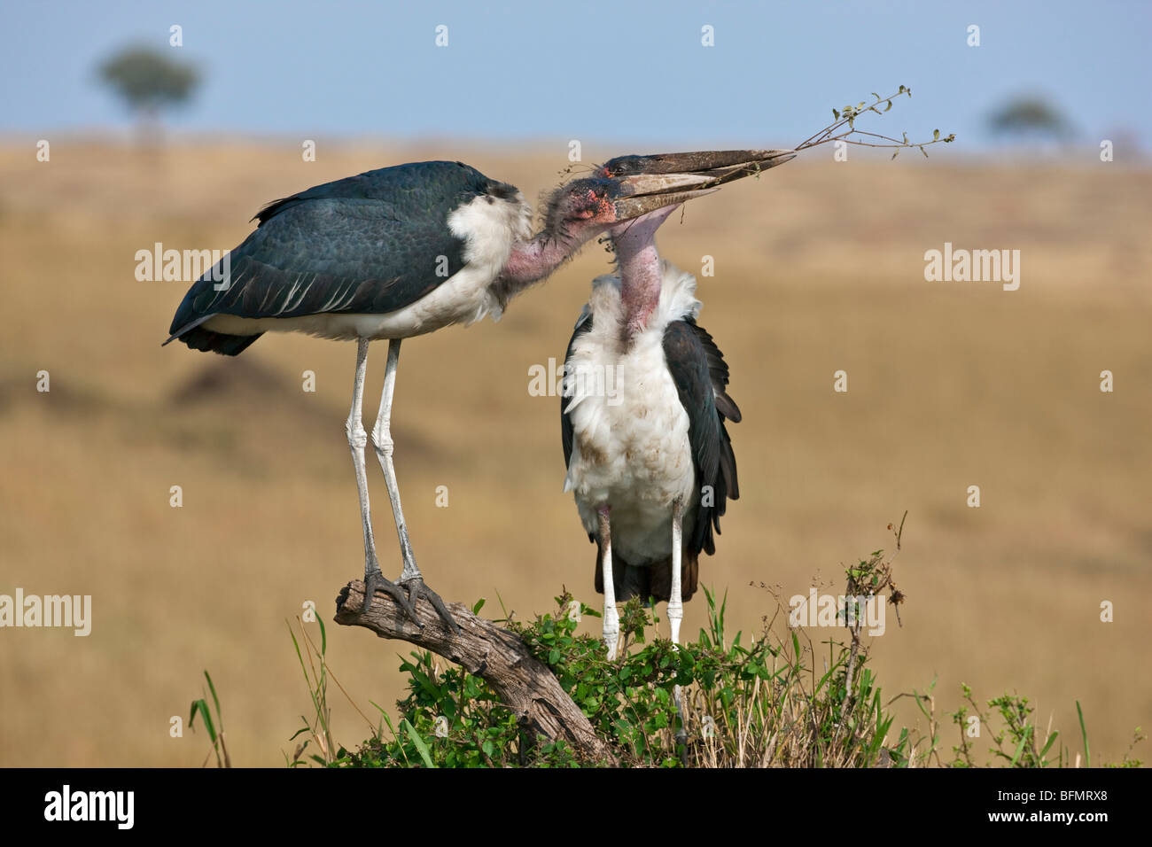 Kenya. Una coppia di marabou cicogne diverbio su un ramoscello di costruire un nido nel Masai Mara riserva nazionale. Foto Stock