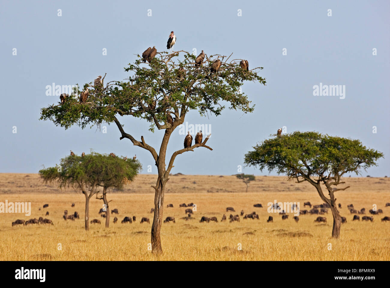 Kenya. Gli avvoltoi e una marabou stork posatoio in alberi vicino a una mandria di gnu in Masai Mara riserva nazionale. Foto Stock