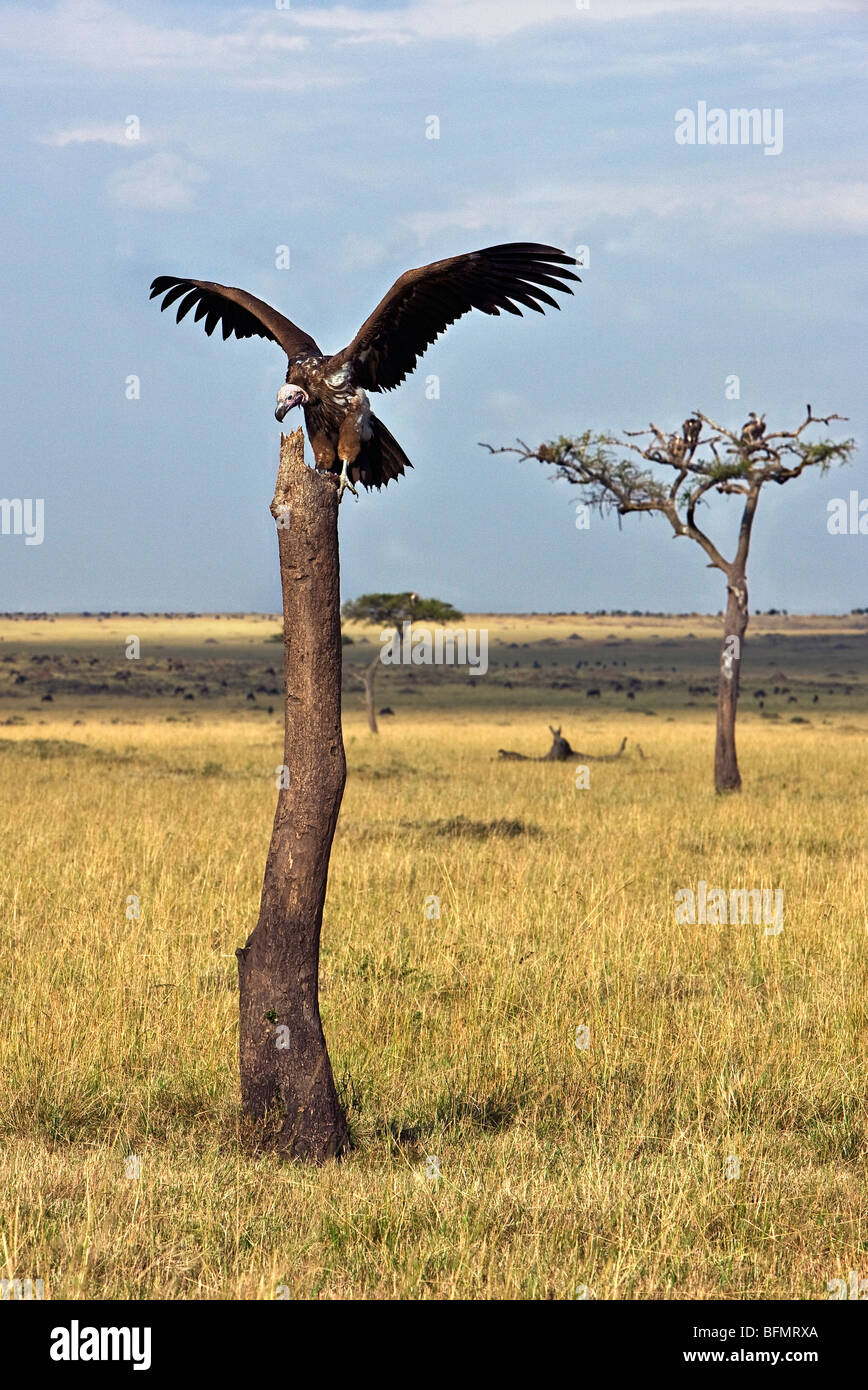 Kenya. Una falda di fronte-avvoltoio aluci su un tronco di albero nella Riserva Nazionale di Masai Mara. Foto Stock