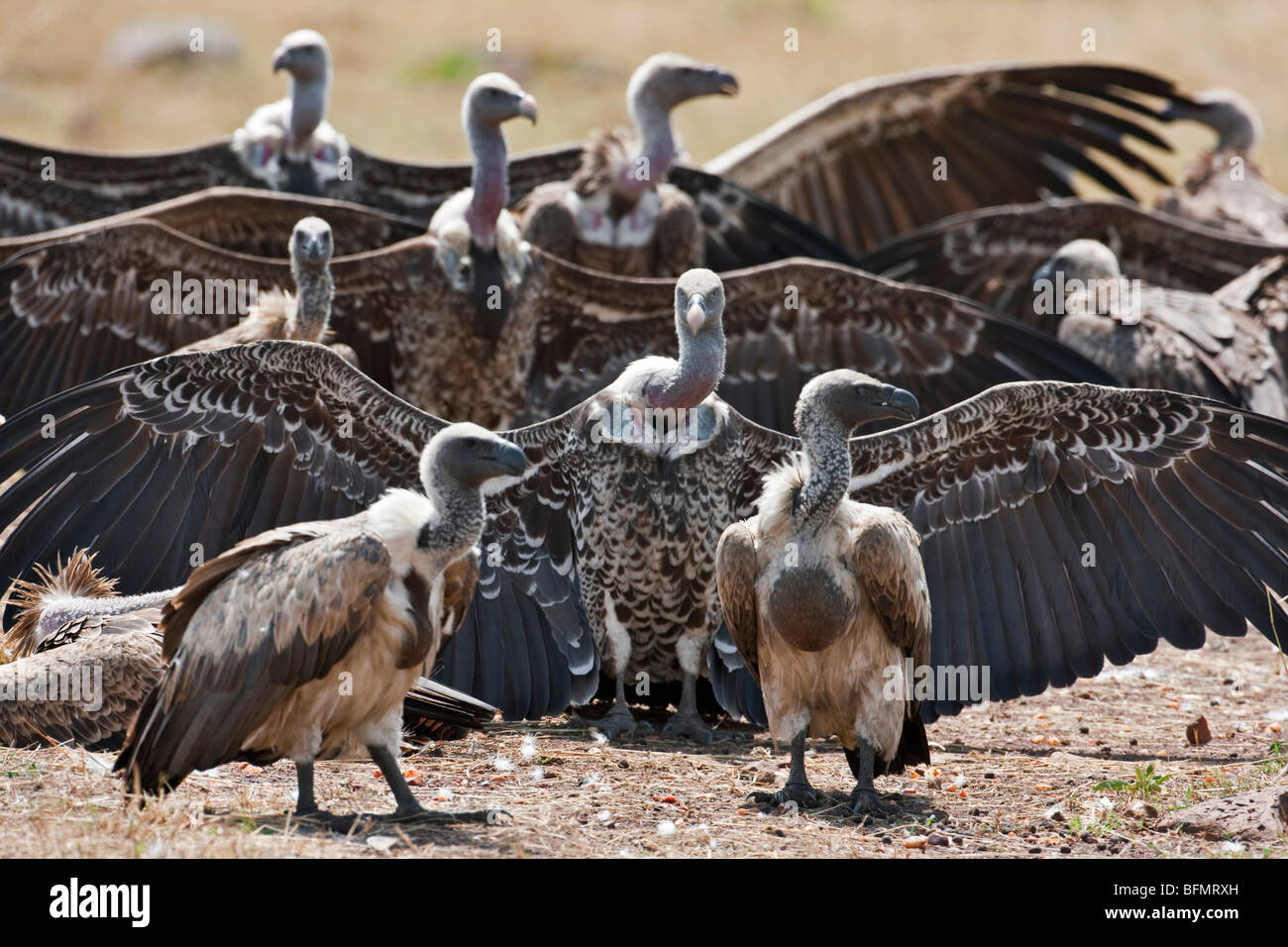 Kenya. Dopo una notte di bagnato, Rüppells grifoni diffondere le loro ali per asciugare al sole nella Riserva Nazionale di Masai Mara. Foto Stock
