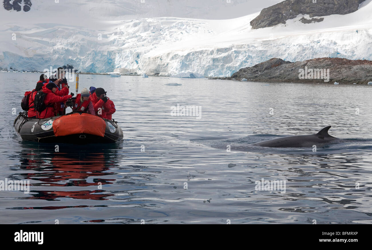 L'Antartide, Paradise Harbour, in curiosi Minke Whale indaga su una spedizione di navi zodiaco e i suoi passsengers Foto Stock
