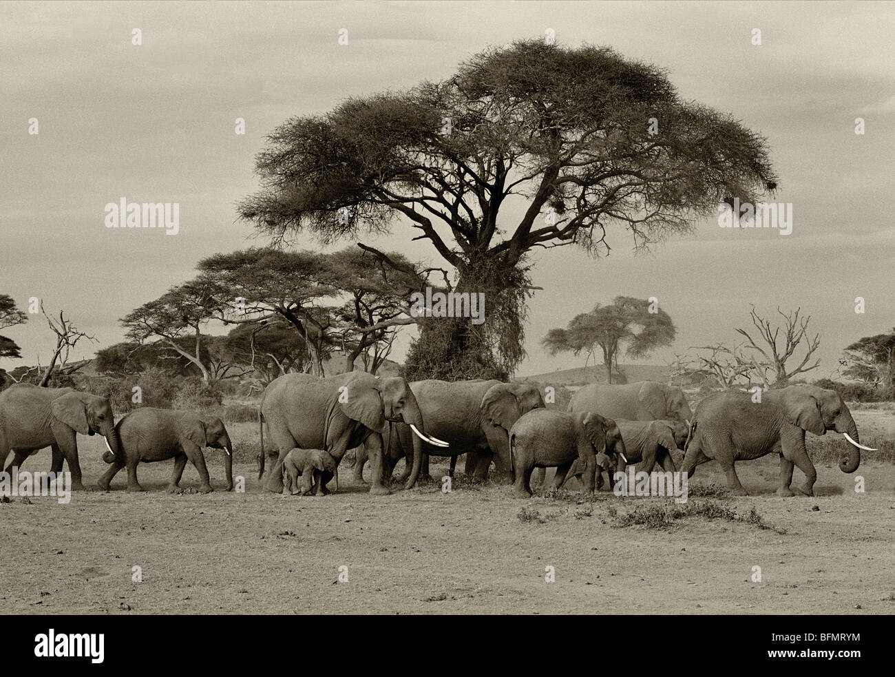 Kenya, Amboseli National Park. Un branco di elefanti si muove attraverso le pianure di Amboseli. Foto Stock