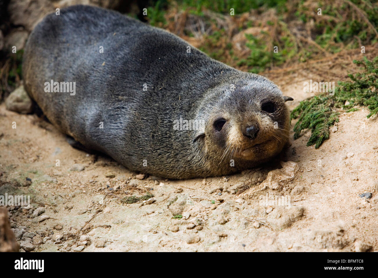 In Australia, in Sud Australia, Kangaroo Island. Nuova Zelanda pelliccia sigillo a Cape du Couedic nel Parco Nazionale di Flinders Chase. Foto Stock