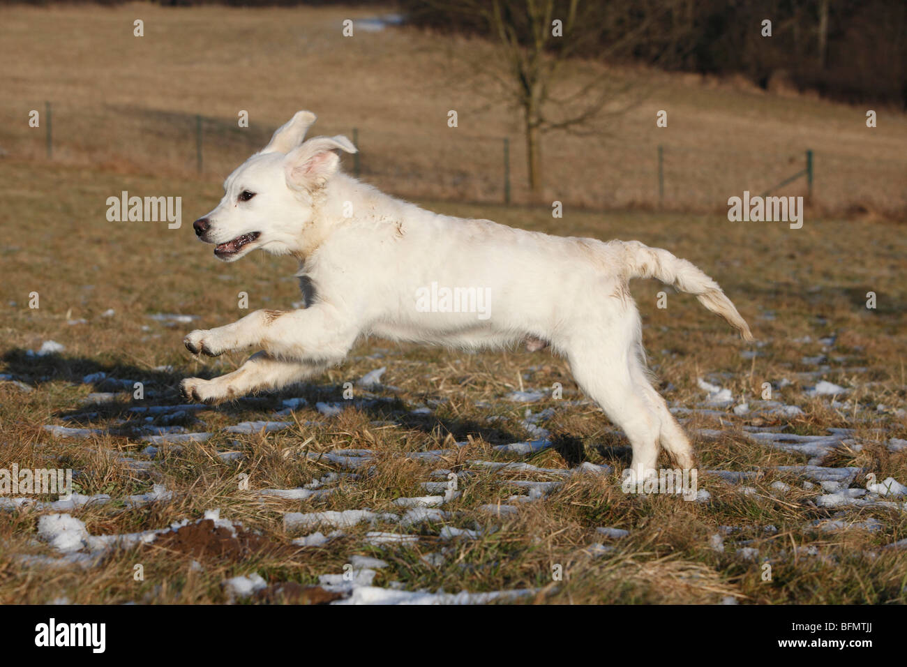 Golden Retriever (Canis lupus f. familiaris), 5 mesi cucciolo in esecuzione su un prato Foto Stock