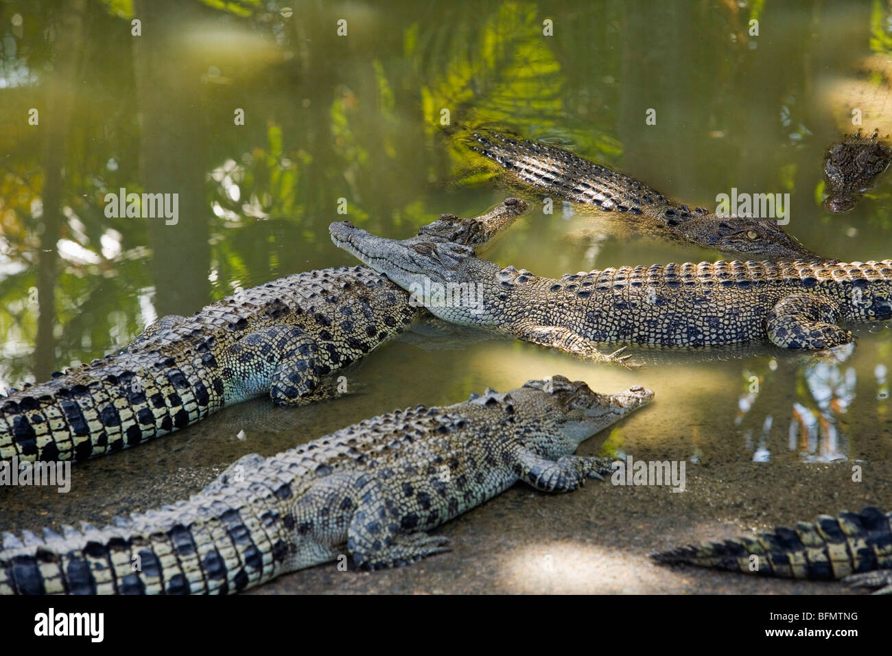 Australia, Territorio del Nord, Darwin. Coccodrilli a Crocodylus Wildlife Park. Foto Stock