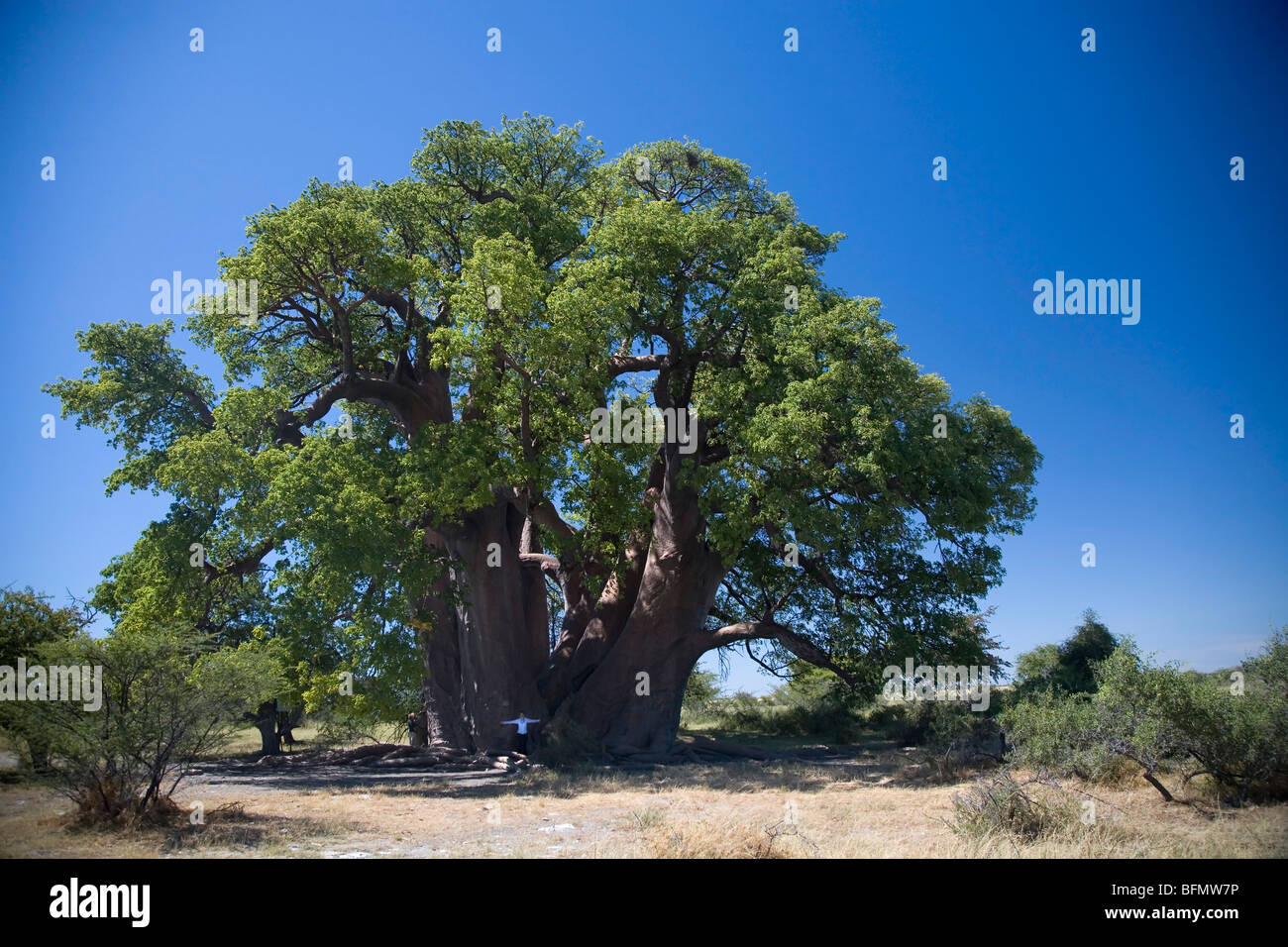 Il Botswana, Makgadikgadi. Un turista alla base della millenaria Chapman's Baobab. (MR) Foto Stock