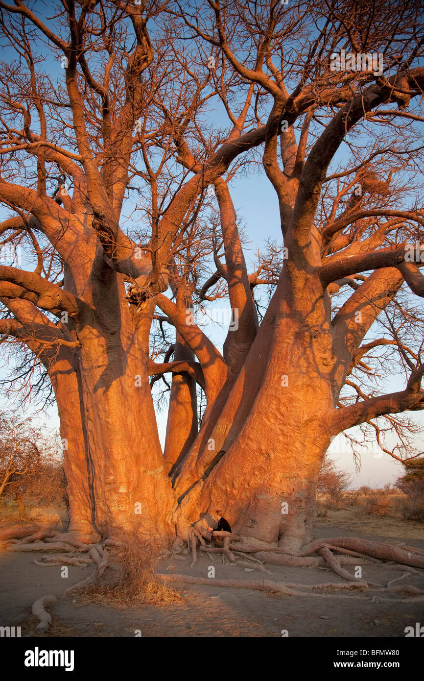 Il Botswana,Makgadikgadi. Una giovane donna alla base della millenaria Chapman's Baobab. Foto Stock