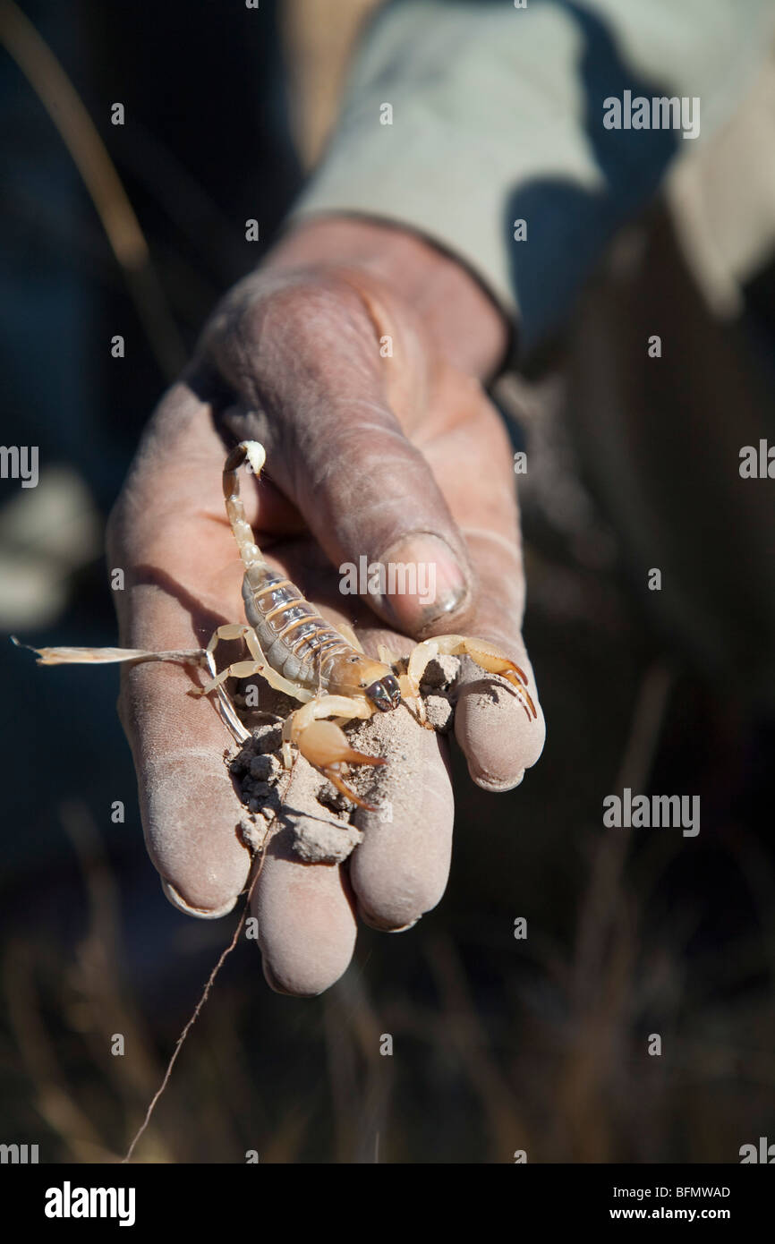 Il Botswana, Makgadikgadii. La mano di una guida dei Boscimani tenendo un Scorpion. Foto Stock