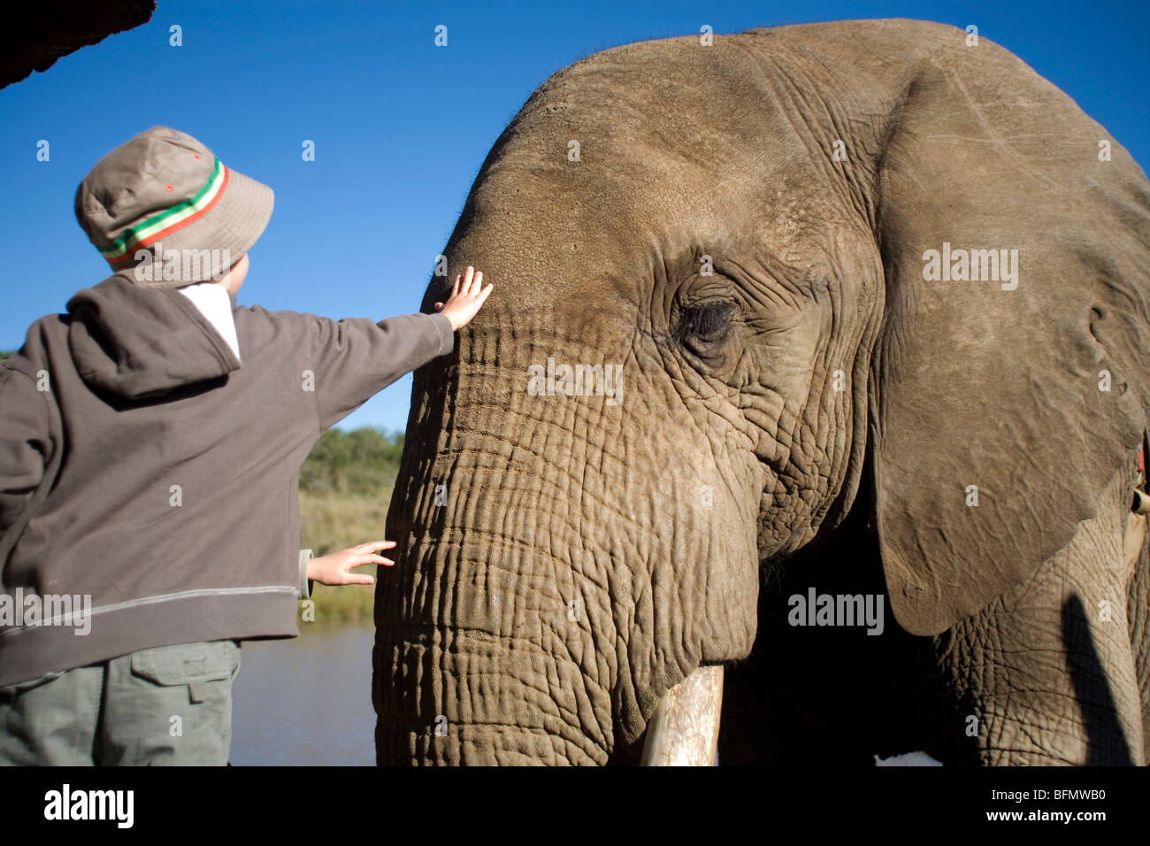 Sud Africa, nord ovest della provincia, Letsatsing Game Reserve. Un ragazzo raggiunge in avanti per la corsa degli elefanti di fronte (MR) Foto Stock