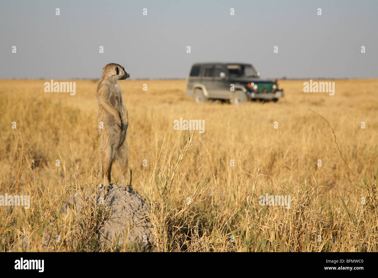 Il Botswana, Makgadikgadi. Un meerkat orologi un 4x4 guidare attraverso le praterie del Makgadikgadi. Foto Stock