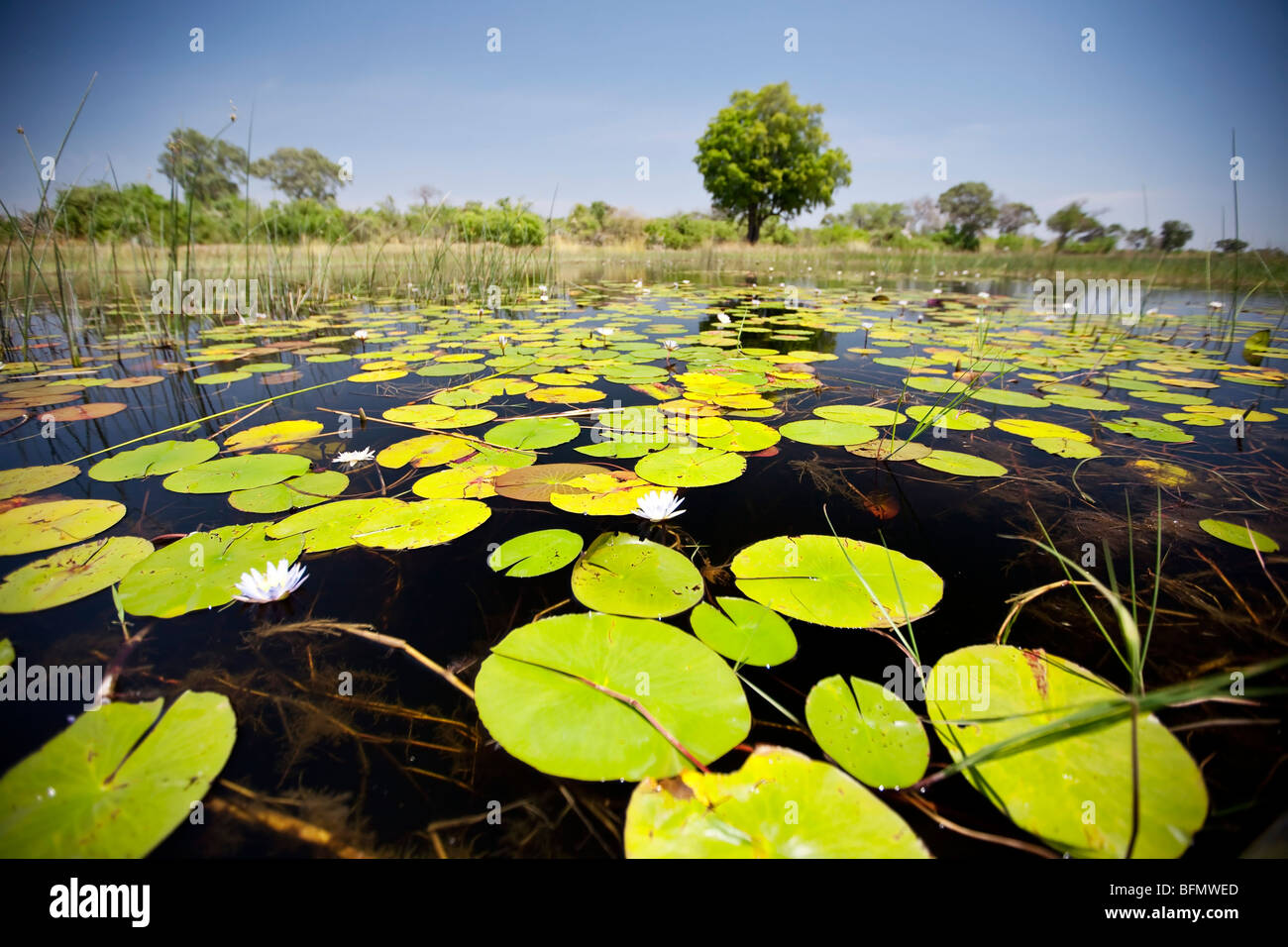 Il Botswana, Okavango Delta. Lilys coprono la superficie delle acque cristalline del delta dell'Okavango. Foto Stock