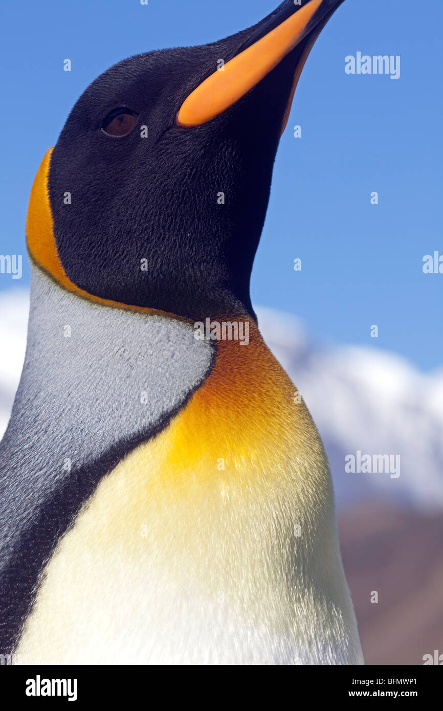 Georgia del Sud e Isole Sandwich del Sud, Sud Georgia, Cumberland Bay, a Grytviken. Dettaglio del pinguino reale. Foto Stock