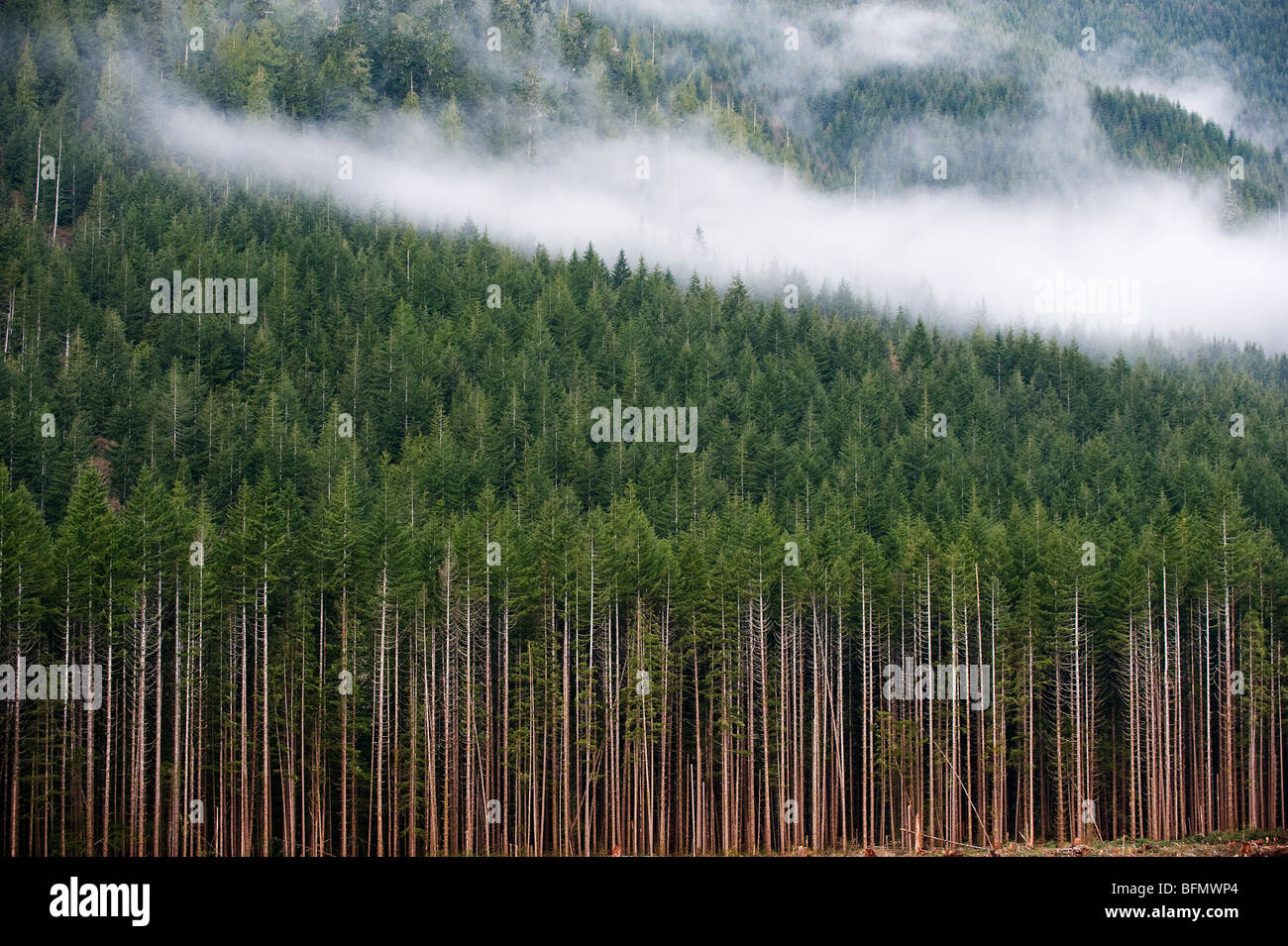 Canada, British Columbia, l'isola di Vancouver, Carmanah Walbran parco provinciale Foto Stock