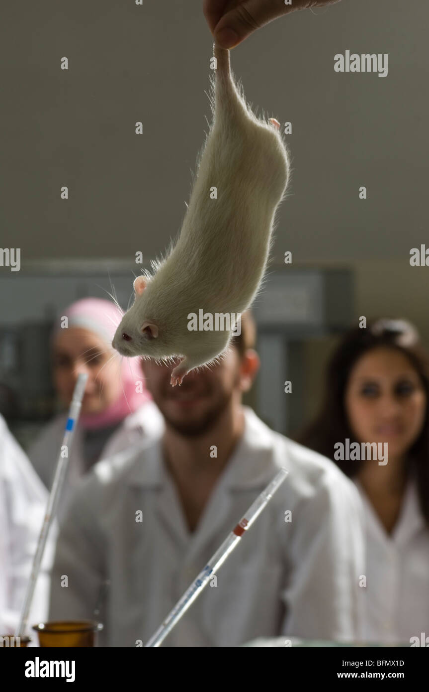 Gli studenti di medicina con una mano che tiene un ratto bianco laboratorio interno Foto Stock