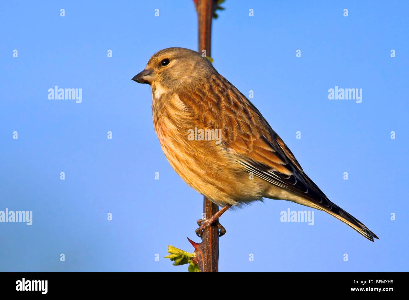 Linnet (Carduelis cannabina, Acanthis cannabina), seduto su un ramoscello, Germania Foto Stock