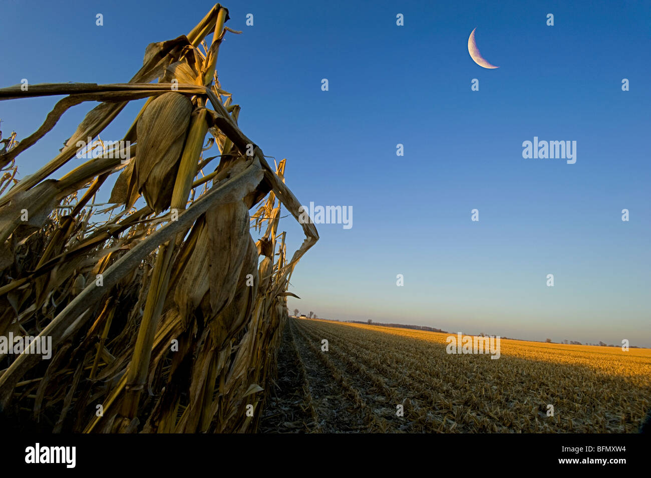 Il raccolto di mais è di andare full tilt negli Stati Uniti. In tarda serata luce questa ripresa è stata presa. Foto Stock