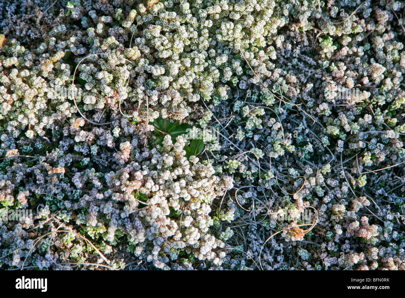 Kenya. Fiori alpini sul monte Kenya coperto di brina. Foto Stock