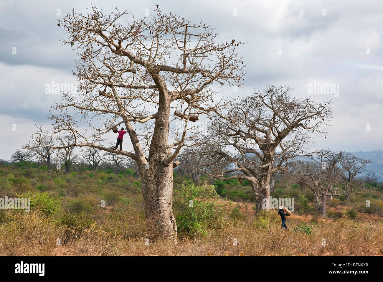 Kenya, Kibwezi. Un uomo porta un alveare tradizionale al suo amico per appendere in un grande albero di baniano. Foto Stock