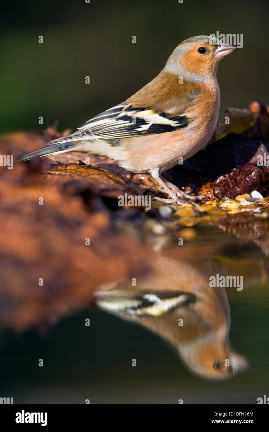 Fringuello; Fringilla coelebs; maschio a bordo di acqua; Cornovaglia Foto Stock