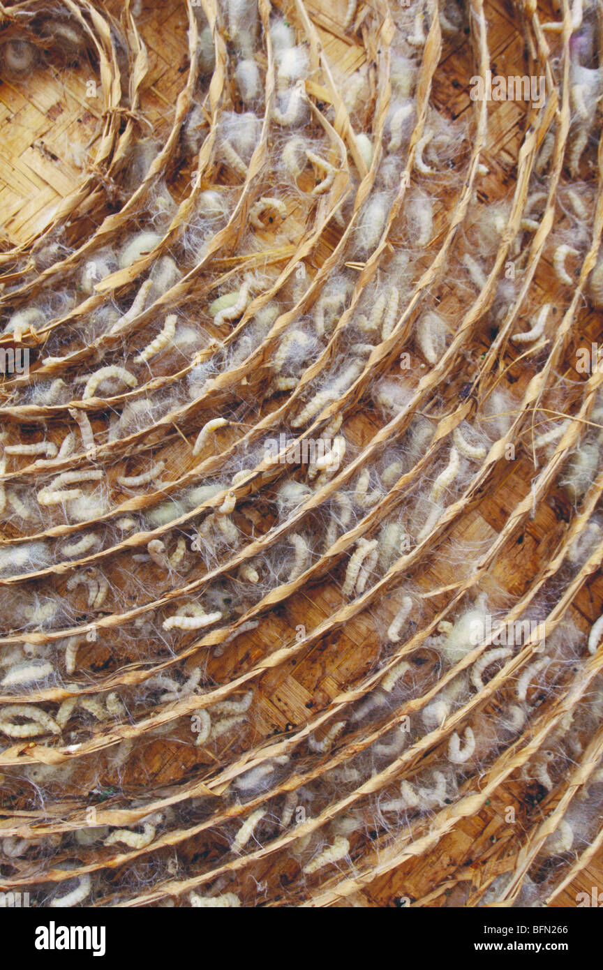 Bachi da seta in vassoi per la produzione di bozzoli di seta; karnataka; india; asia Foto Stock