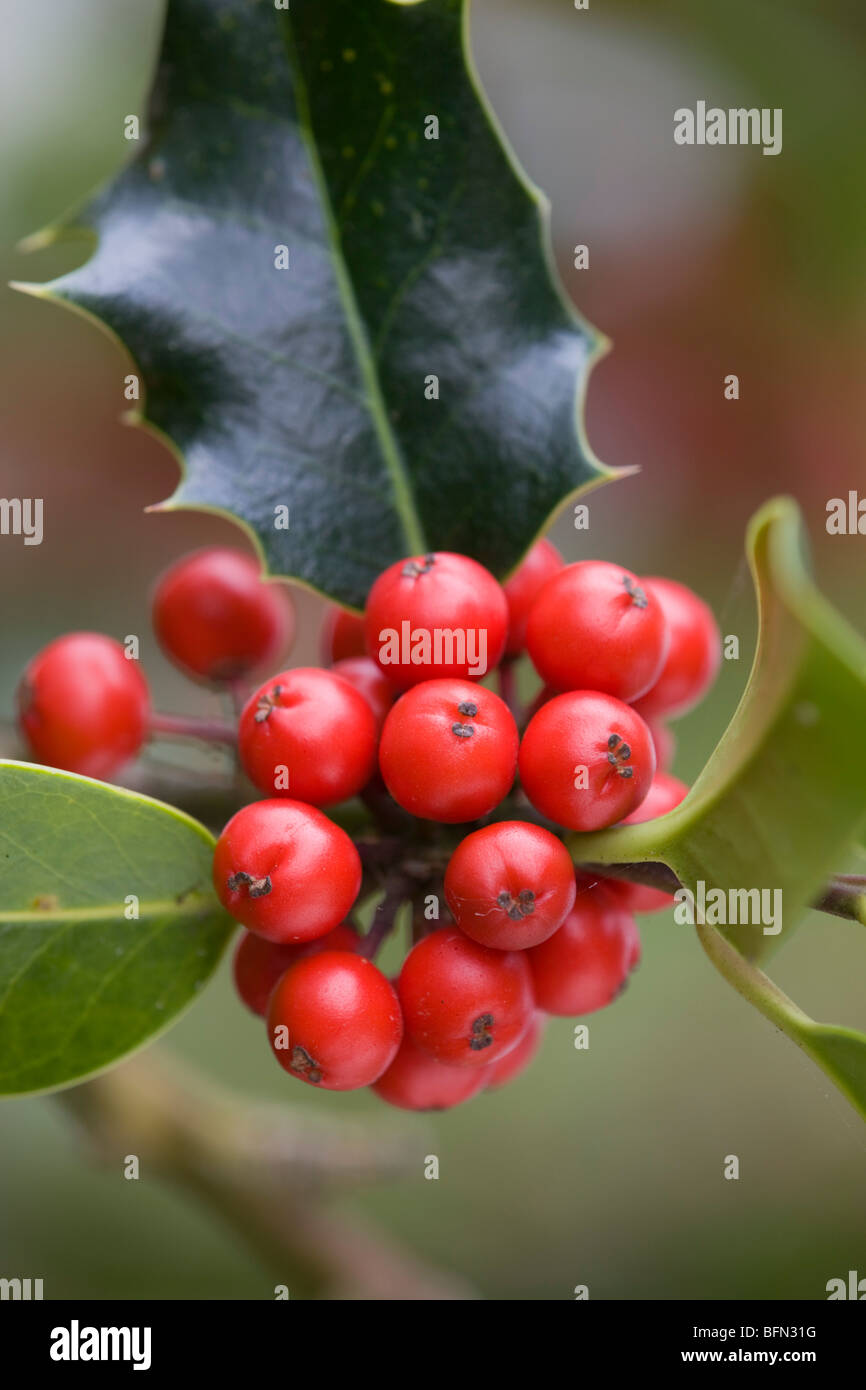 Holly bacche; Ilex aquifolium; presa con riflettore in argento Foto Stock