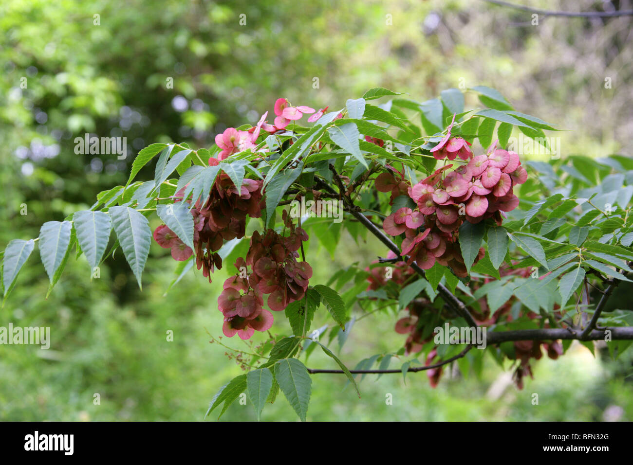 Dipteronia o Jin Feng Qian, Dipteronia sinensis, Sapindaceae (Aceraceae), Cina Foto Stock
