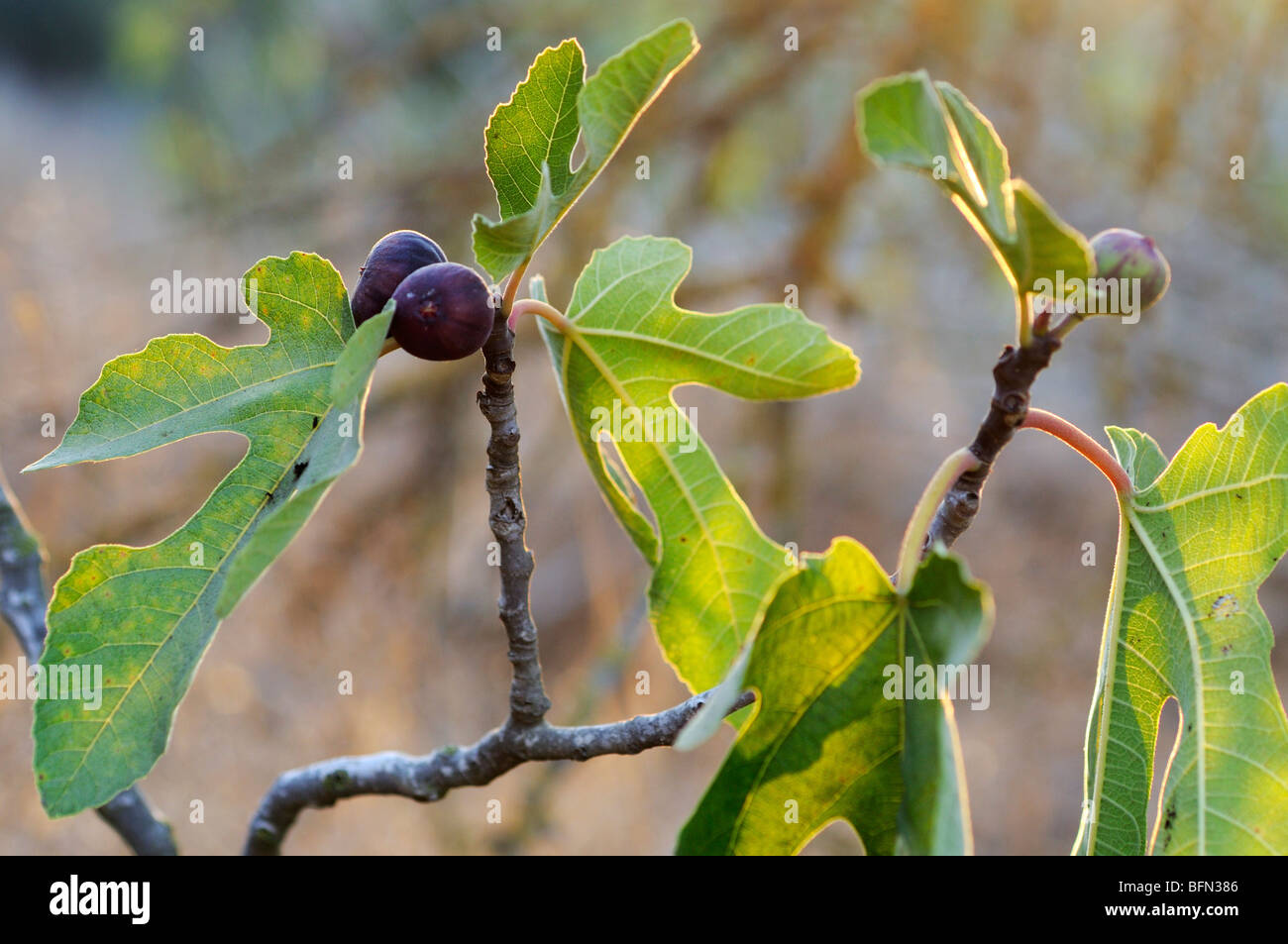 Close up dei frutti e delle foglie di un albero di fico Ficus carica Foto Stock