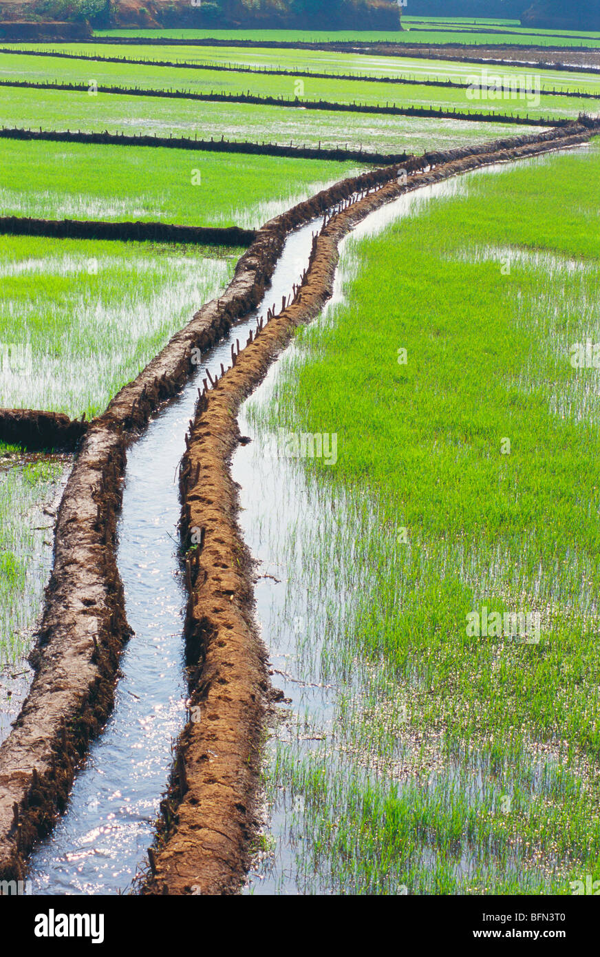 Canale di irrigazione in risaie; Amboli; Maharashtra; India; Asia Foto Stock
